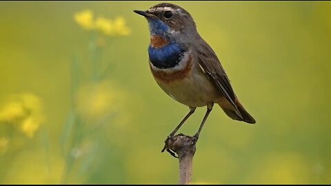 Siberian bluethroat... 🐦