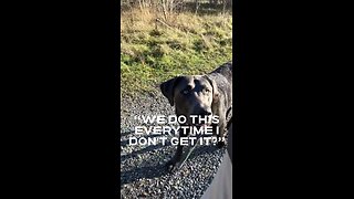 If dogs could talk | EP 02 Loose Leash Training Basil & Peaches #victoriabc #dogtraining