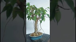 Ficus Cutting Bonsai #shorts