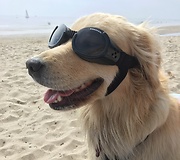 Golden Retriever Wearing Sunglasses at the Beach
