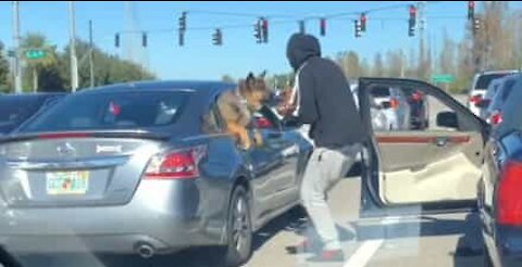 Cães partilham momento único no trânsito nos EUA