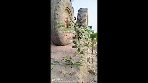 cotton farming