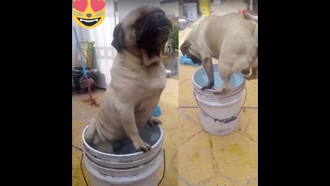 The dog is barking inside the bucket!