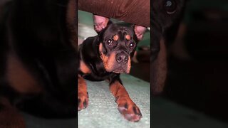 Cutest dog on EARTH! (Must Watch) #shorts #short #viral #trending #dog