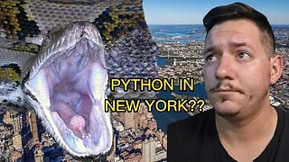 Python found in New York??