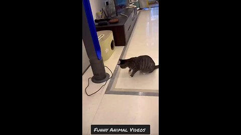 Funny Animal Videos 3
