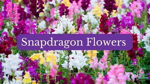 Snapdragon Flowers Give Your Garden Great Height and Cheery Color
