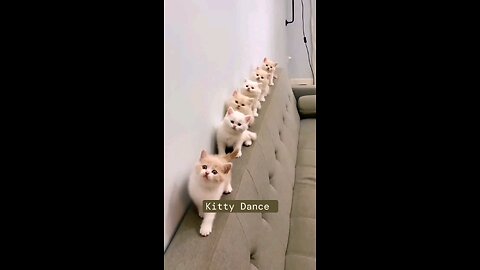 Soo beautiful kitten,s dance 😻trending video