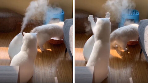 Cats are very interested in water vapor
