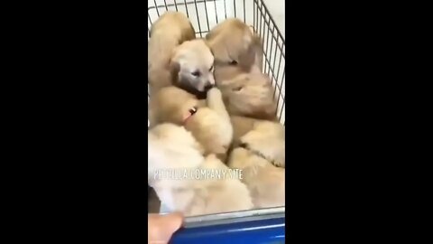 These Golden Puppies are So Cute