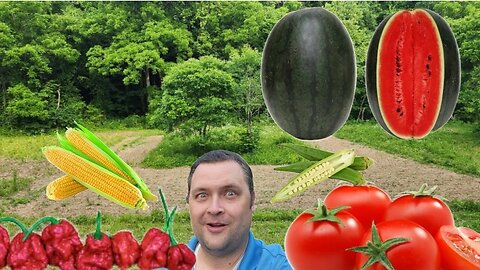 Growing Corn,Okra,Tomatoes and More - Veggie garden tour