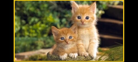 Cat Sweet Voice Ringtone 2022 || Kitten Voice 2023 short video || Animals Voice