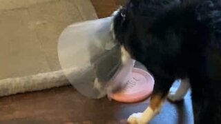 Ce chien renonce à son frisbee à cause de son cône