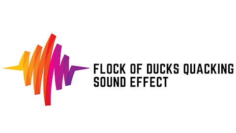 Flock of Ducks Quacking Sound Effect