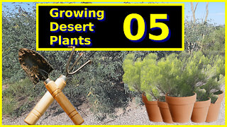 Growing Desert Plants Part 05