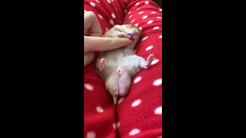 Super Cute Hamster Is Sleeping Deep