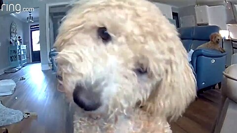 Poodle Puppy Hears Owner's Voice Through Ring Camera For The First Time