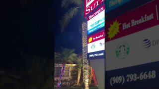 Ornamental Palm Trees Decorated With Christmas 🎄 Lights