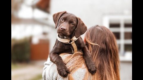 Pick up a 'social distancing buddy' and help save pets