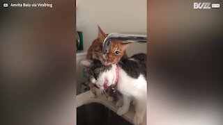 Thirsty cats have tap water licked