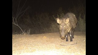 7 strange things you need to know about javelina - ABC15 Digital
