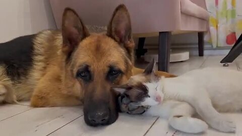 How a German Shepherd and a Kitten Became Best Friends [Compilation]