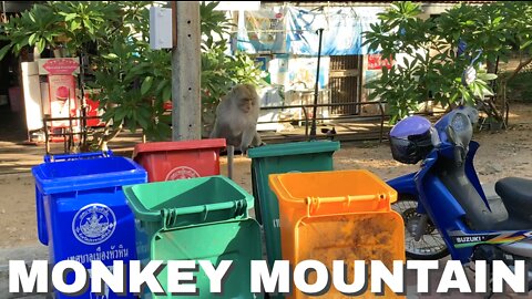 PART 3 - MONKEY MOUNTAIN - 400 WILD MONKEYS OFF A HIKING PATH IN THAILAND (REAL)