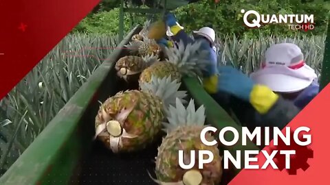 Harvesting the Most Delicious Pineapples in the World | Exotic Fruit Plantation