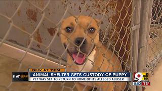 Animal shelter gets custody of puppy