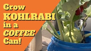 Grow KOHLRABI in a Coffee Can!