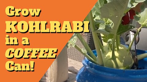 Grow KOHLRABI in a Coffee Can!