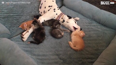 Dálmata torna-se mãe adotiva de gatinhos adoráveis