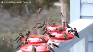 Plusieurs dizaines de colibris se désaltèrent ensemble