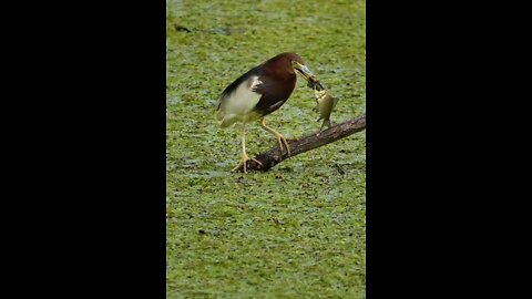 Chinese Pond Heron Catch Fish