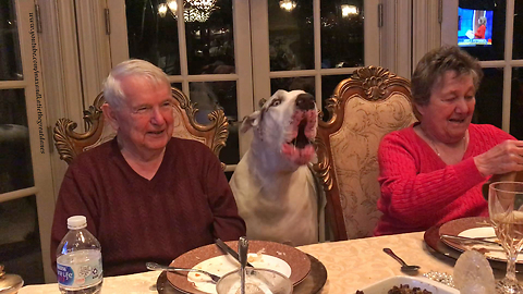 Funny Deaf Great Dane Discusses Canada With Grandparents