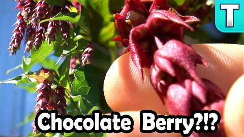 World's Best Tasting Berry | Chocolate Berry! (Himalayan Honeysuckle)