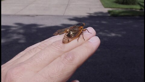 Brood X cicadas could be delayed, but prepare for 'lusty insect behavior'