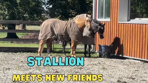 Training Horses & Unboxing My New Saddle