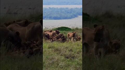 Lion Pride Feast On A Buffalo #shorts | #ShortsAfrica