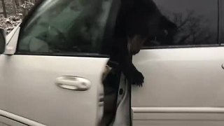 Visitors at Gatlinburg, Tennessee, cabin find bear trapped inside their car