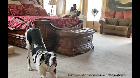 Funny Great Danes Wait For Cat To Get Out Of Bed