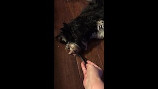 Unbelievably spoiled pup eats dinner lying down