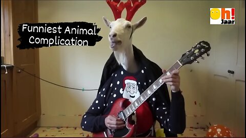 Funniest Animal Complication 2024