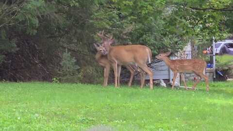 Adult Deer Bonding