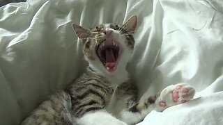 Adorable Baby Cat Yawns and Suddenly Becomes Attentive