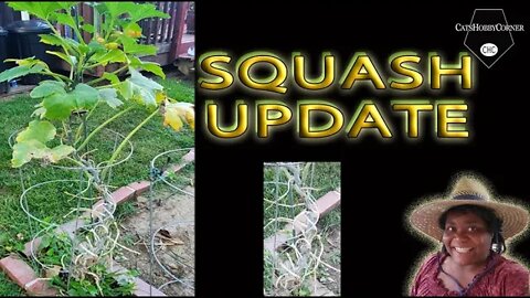 Crooked Neck Squash Update