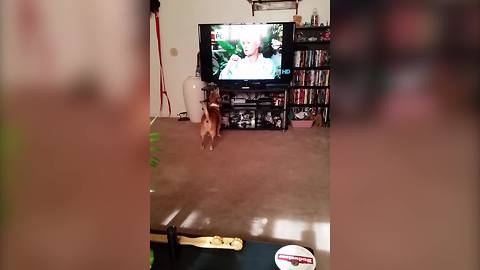 "A Dog Howls Along to The Theme Song from The Golden Girls"