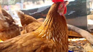 Chicken Feed Stream