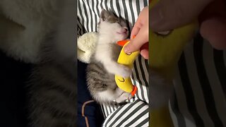 Sleeping Kitten Won't Stop Cuddling Banana / 子猫の睡眠バナナ