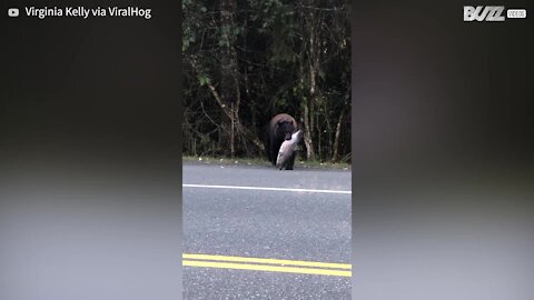Urso atravessa a rua com salmão na boca